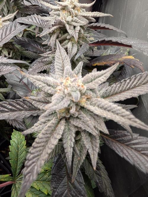 Krumme-Gurken Mini grow. Week 7