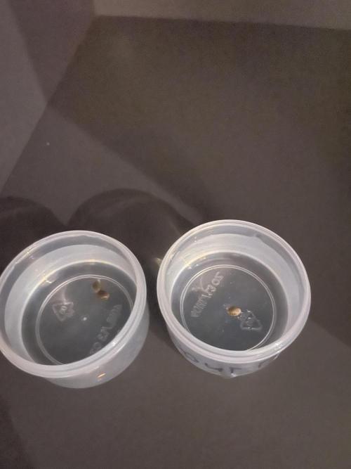 First grow. Week 0 - Soaking in water for 16 hours 