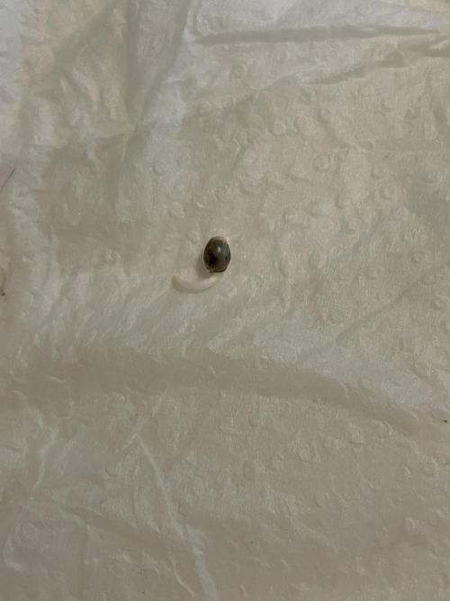 First grow. Week 0 - Sour diesel from from ziplock bag and paper towels after 24 hrs 