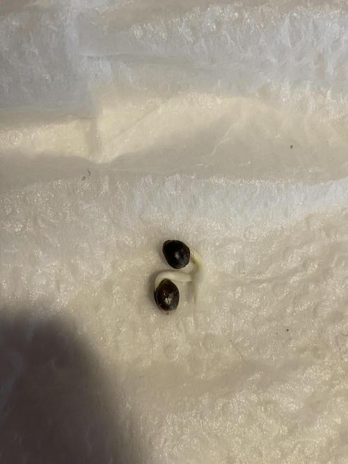 First grow. Week 0 - Mixed auto out the bag and paper towels after 24hrs 