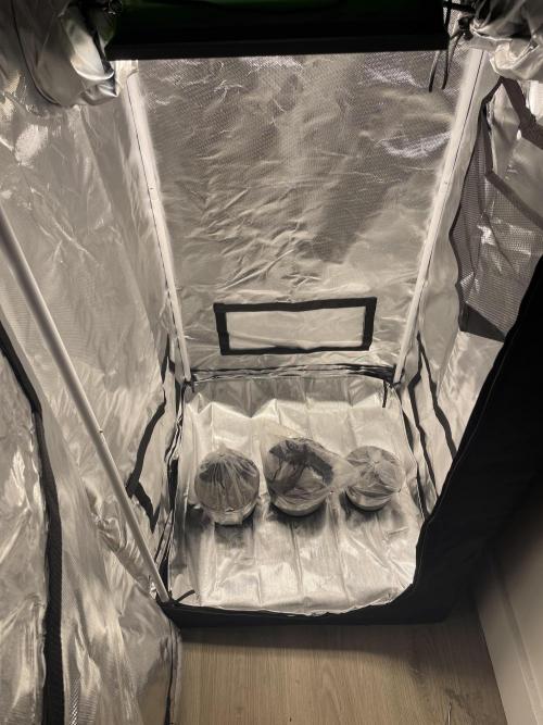 First grow. Week 0 - 3 seeds planted on Jan 8th 2026
