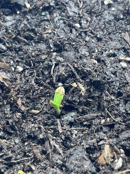 First grow. Week 1 - Day 1 mix 