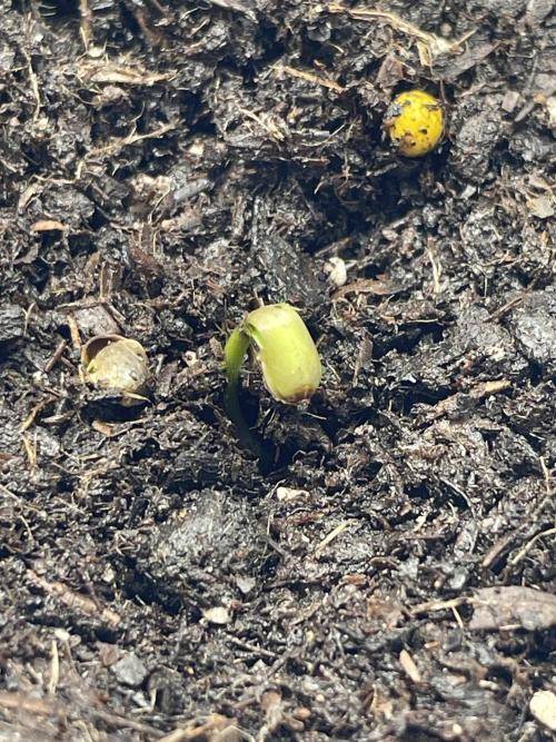 First grow. Week 1 - Day 1 mix 