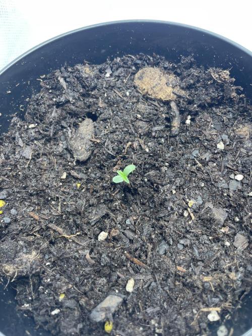 First grow. Week 1 - Day 2 mix 