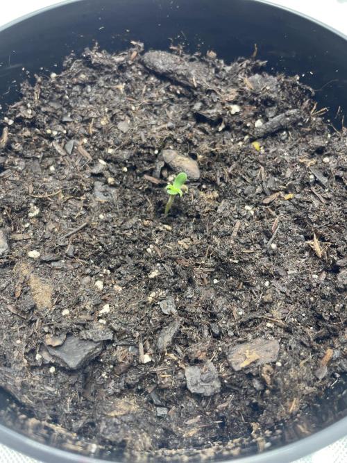 First grow. Week 1 - Day 2 SD 