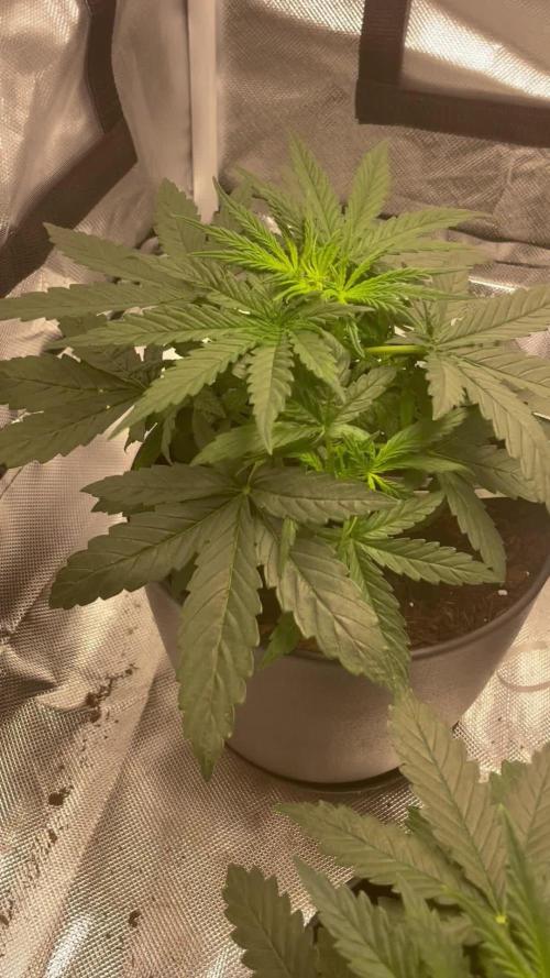 First grow