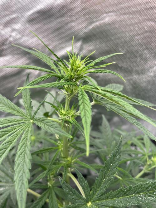 First grow. Week 5 - Plant 1 sour diesel 