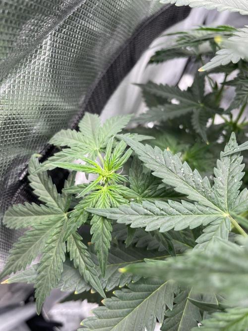 First grow. Week 5 - Plant 3 mix auto 