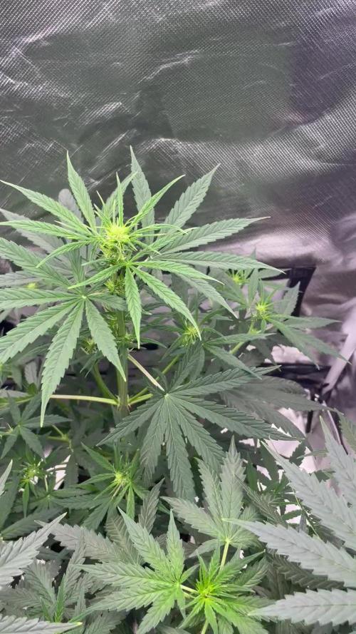 First grow