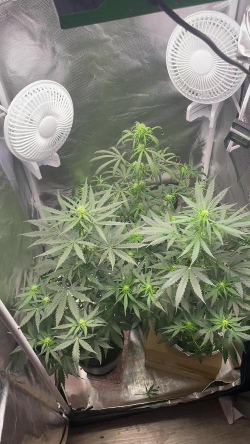 First grow