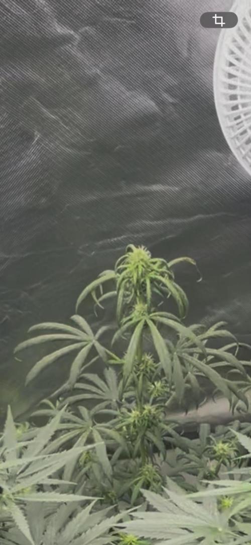 First grow. Week 6 - Over watered/feed this one by accident it’s in the process of recovering 
