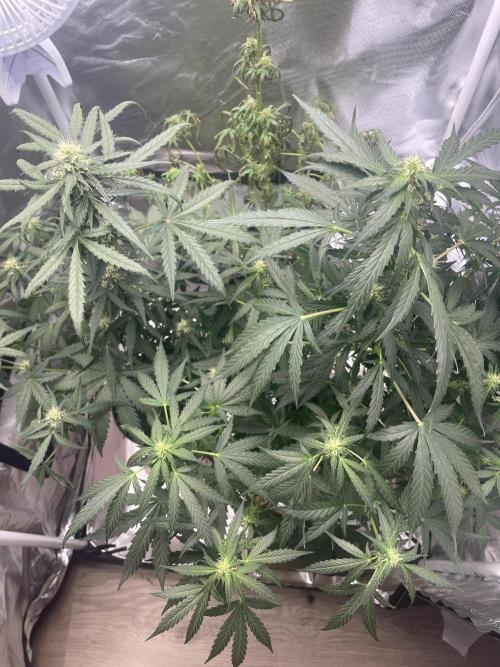 First grow. Week 7