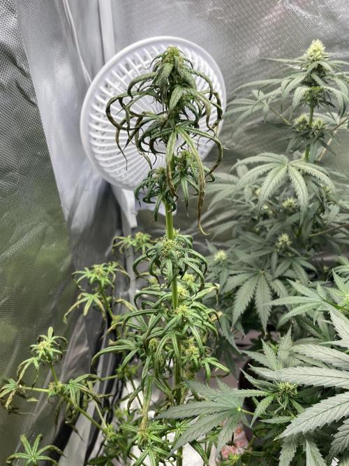 First grow. Week 7 - Sour diesel plant I’m trying to save 