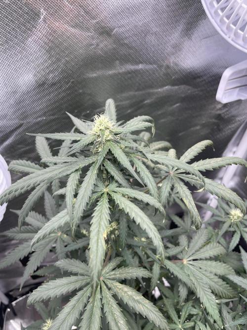 First grow. Week 7
