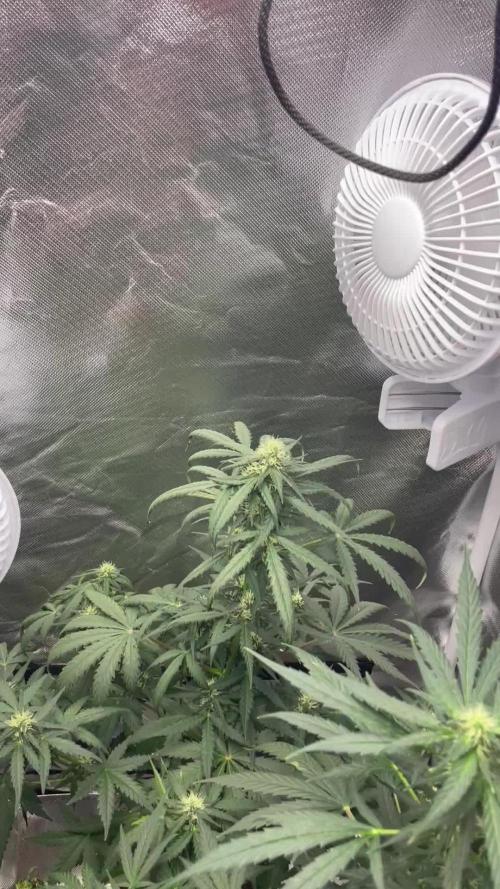 First grow