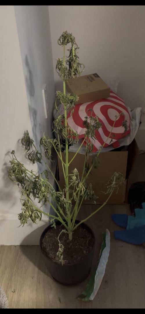 First grow. Week 8 - Scrapped the sour diesel plant 