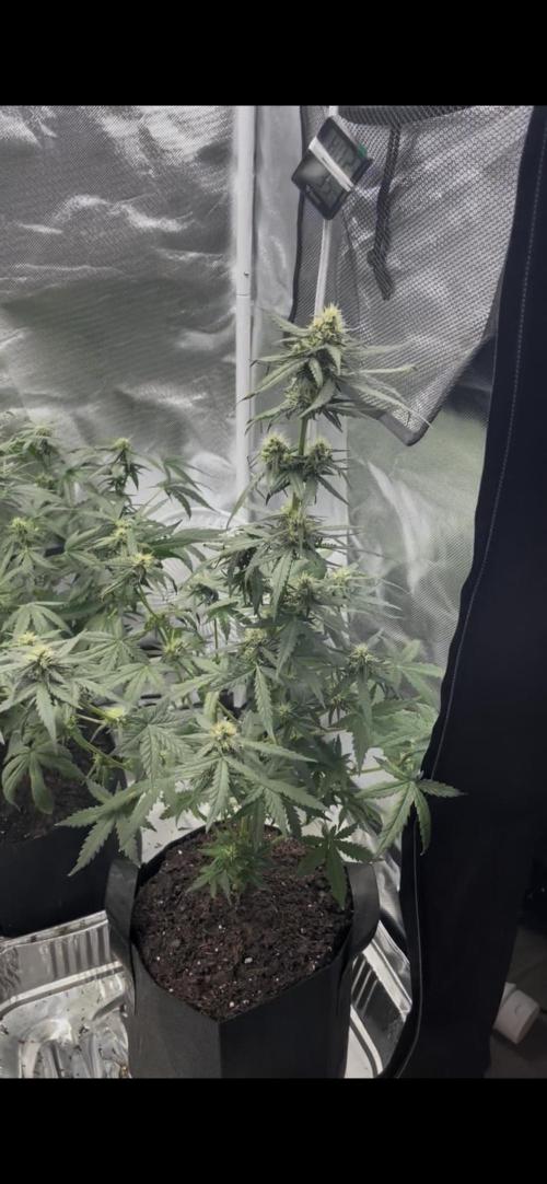 First grow. Week 8