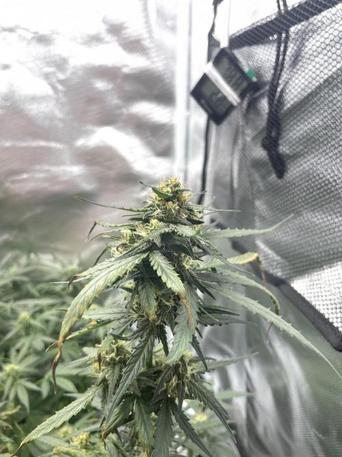 First grow. Week 8