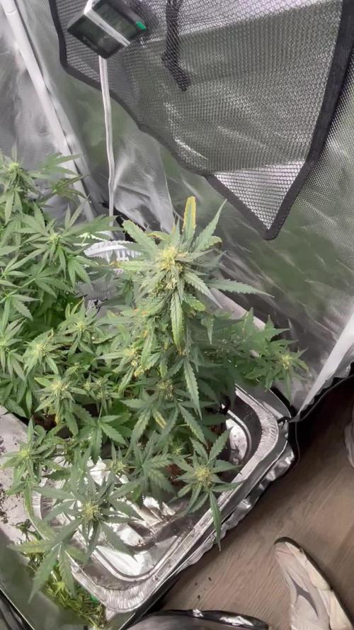 First grow