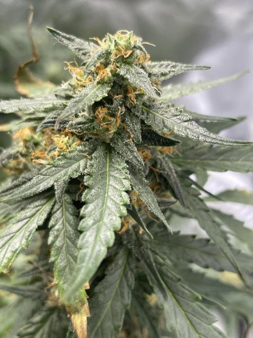 First grow. Week 9