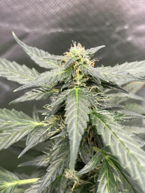 First grow. Week 9