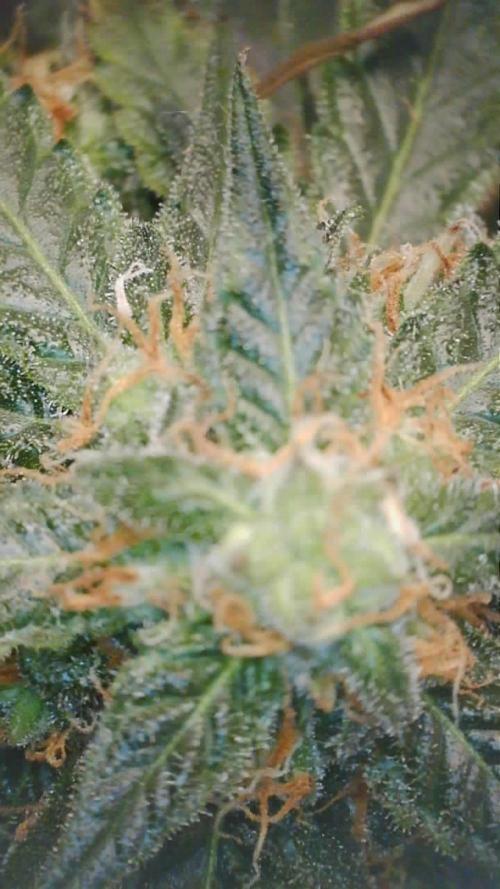 First grow. Week 9