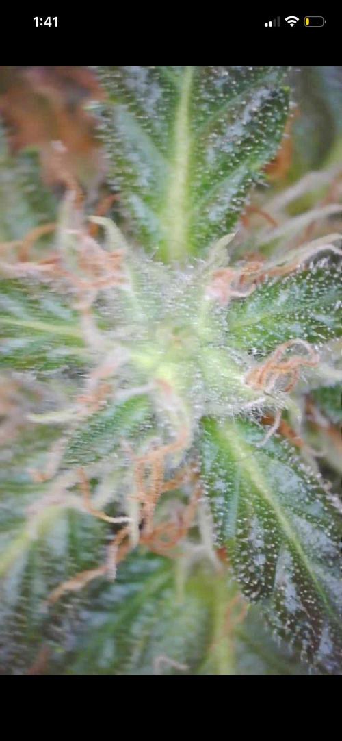 First grow. Week 9