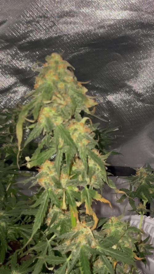 First grow