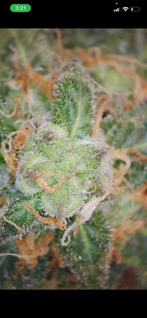 First grow. Week 9