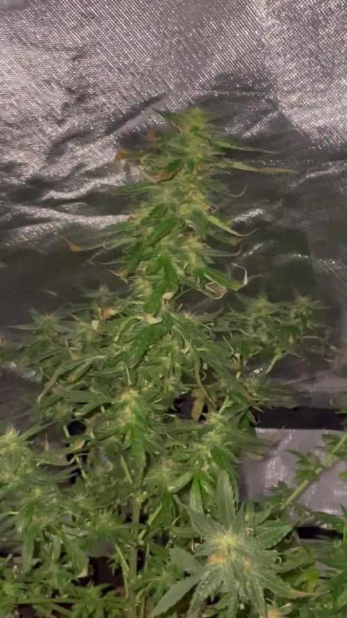 First grow