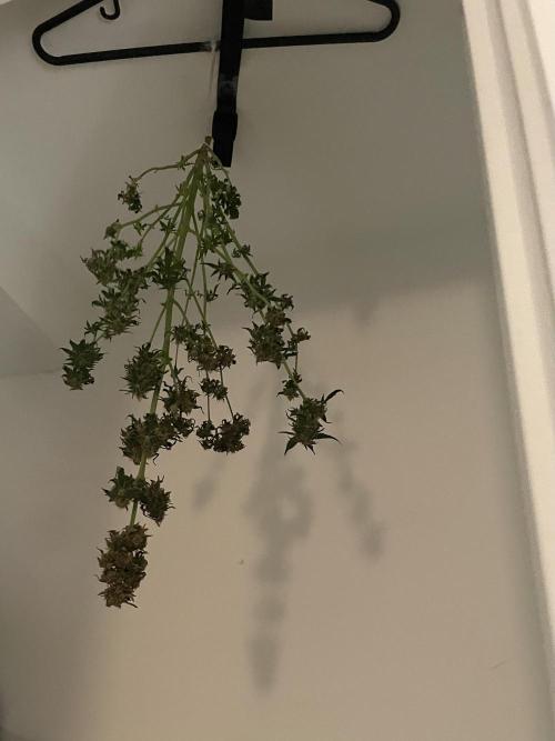 First grow. Week 10 - Hanging to dry 
