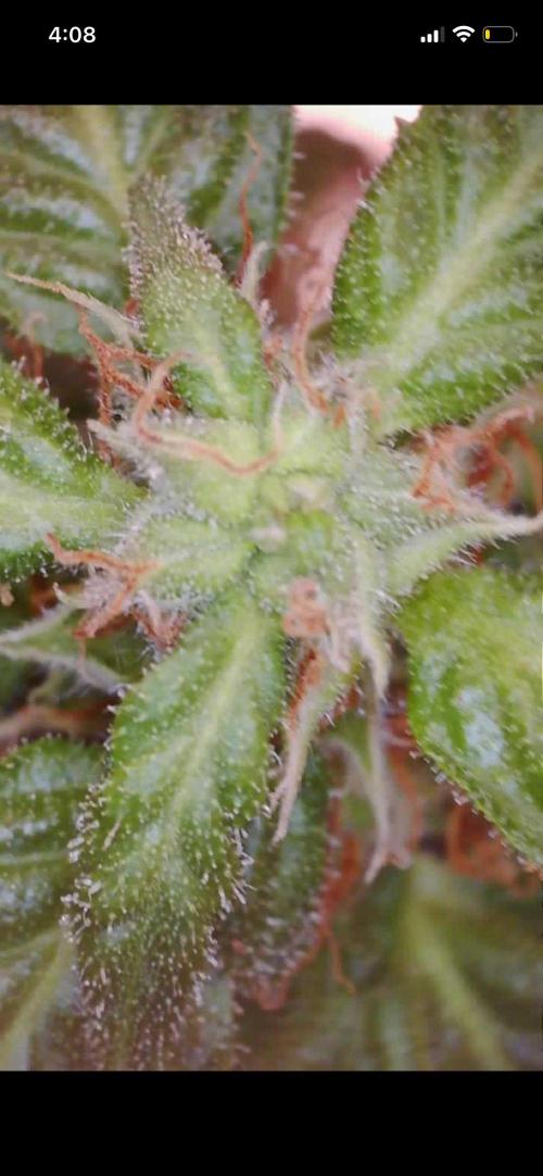 First grow. Week 10 - Trichomes on the plant I’ll be chopping today 