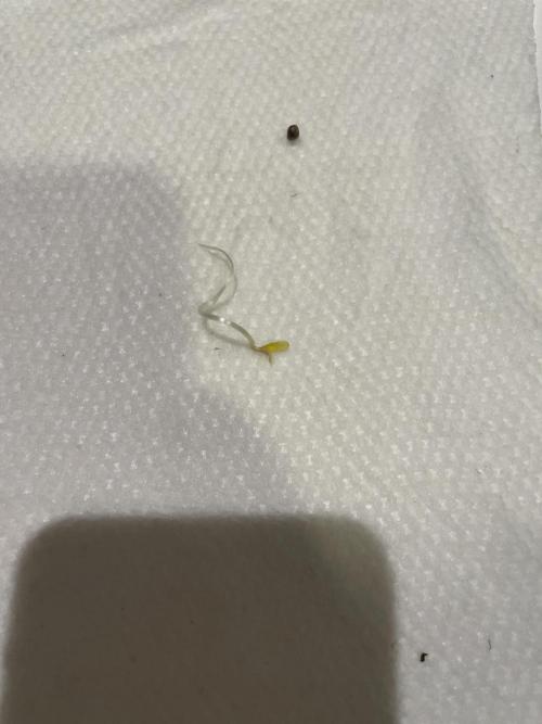 Second grow. Week 0 - Kinda left her the paper towel too long lol 