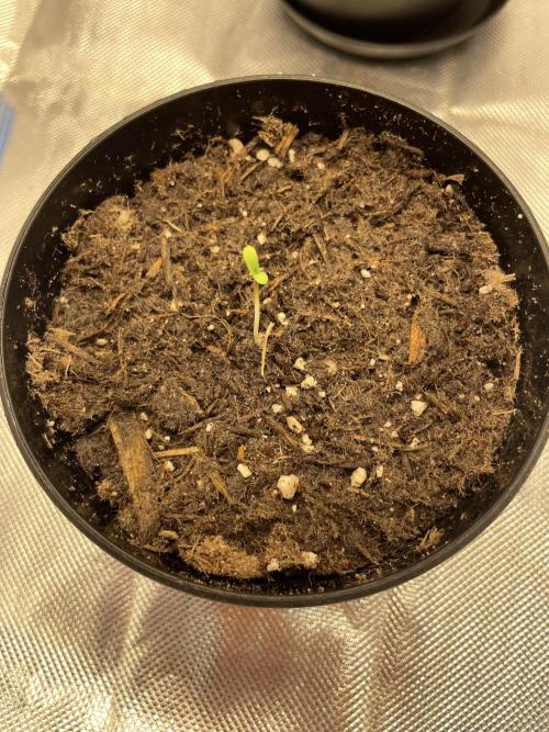 Second grow. Week 0 - Think she’s going to be okay 