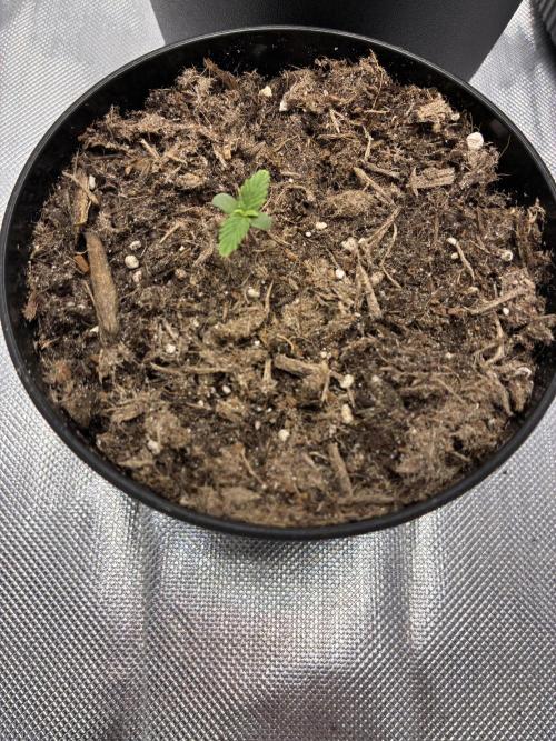 Second grow. Week 1 - Day 3