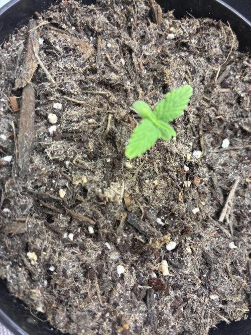 Second grow. Week 1 - Day 7
