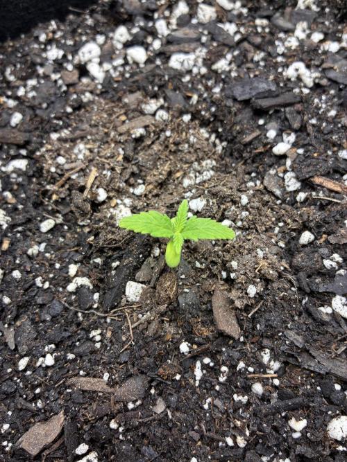 Second grow. Week 1 - Day 8 