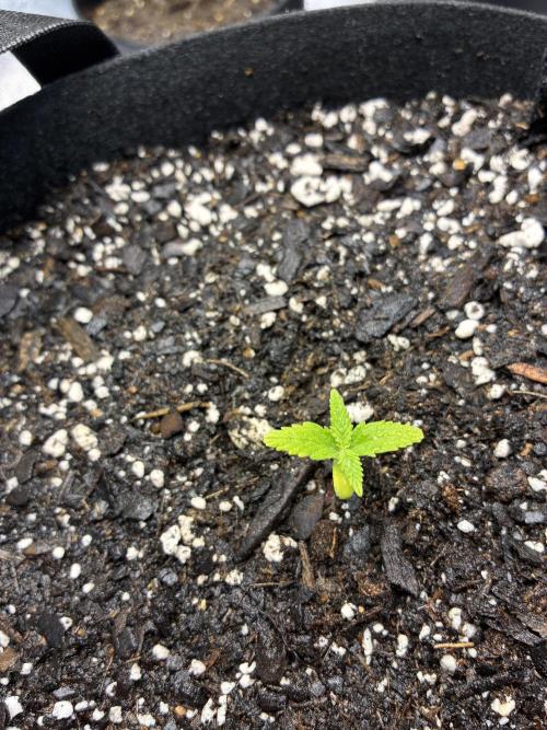Second grow. Week 2 - Day 9 