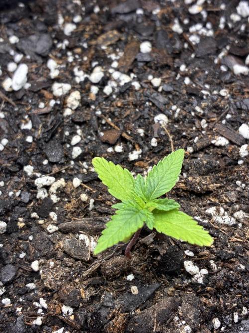 Second grow. Week 2 - Day 12