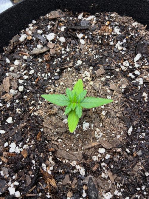 Second grow. Week 2