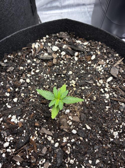 Second grow. Week 2