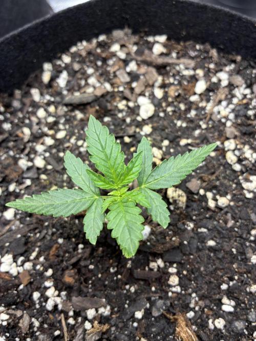 Second grow. Week 3 - Day 15 