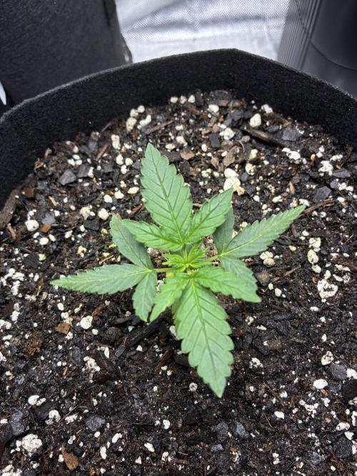 Second grow. Week 3 - Day 16 