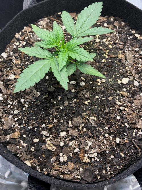 Second grow. Week 3 - Day 17 