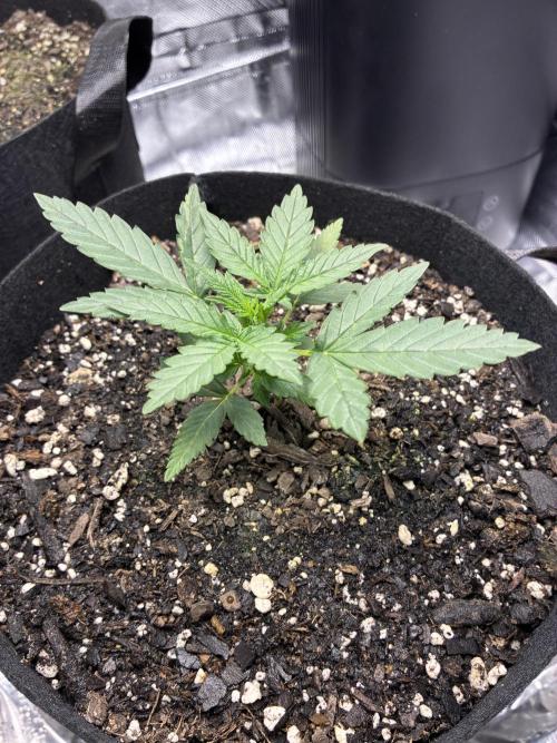 Second grow. Week 3 - Day 18 