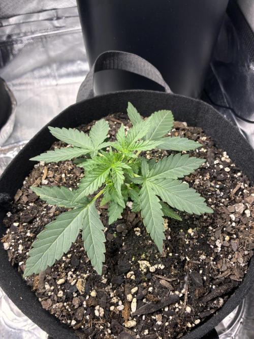 Second grow. Week 3 - Day 19 