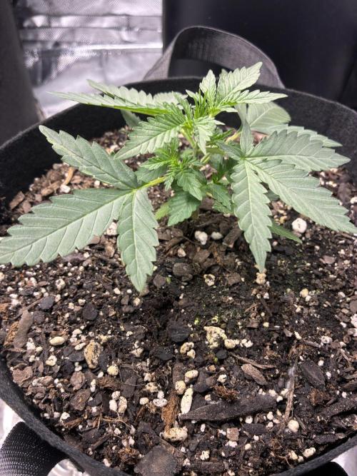 Second grow. Week 3 - Day 20 