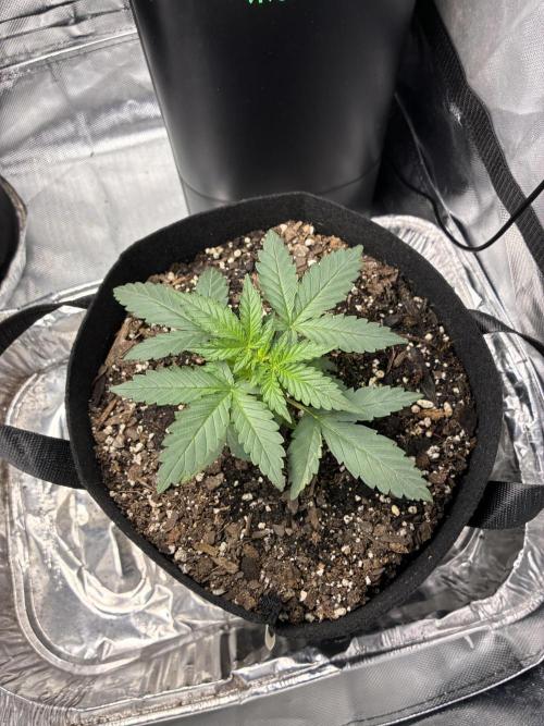 Second grow. Week 3 - Day 21 