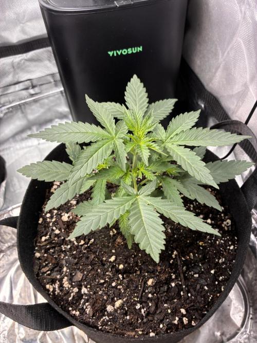Second grow. Week 4