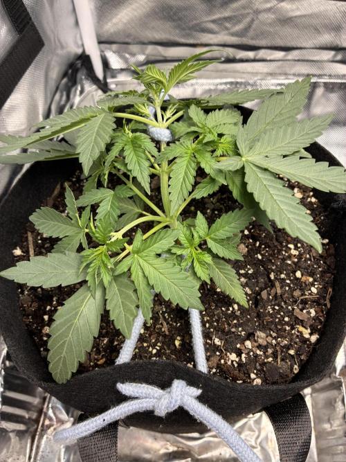 Second grow. Week 4 - Started lst 